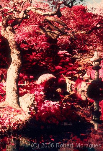 Color Infrared -  Japanese Gardens 3 